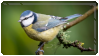 A blue tit on a branch.