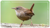 A Eurasian wren in front of a light green background.