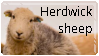 A white and grey Herdwick sheep, with the words Herdwick sheep in black above it.