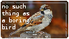 A house sparrow with the text 'no such thing as a boring bird next to it