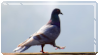 A feral pigeon walking in front of a bright sky.