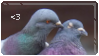 Two feral pigeons, with one preening the other's face.