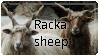 One white and one brown racka sheep with long, straight, spiral horns. The words Racka sheep are in black between them.